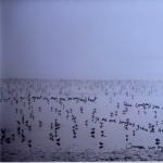 photopoeme Un enfant sauvage
