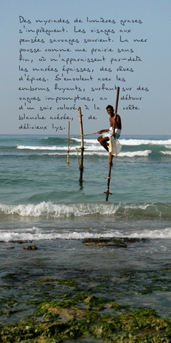 photopoeme Délicieux lys
